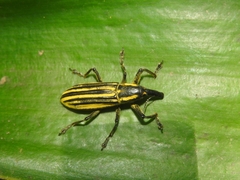 Lixus lacunosus