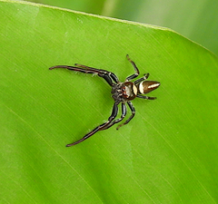 Opisthoncus mordax