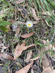 Helichrysum leucopsideum