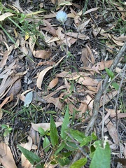 Helichrysum leucopsideum