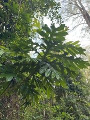 Artocarpus altilis