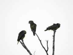 Amazona viridigenalis