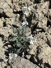 Nerisyrenia camporum