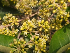 Heptapleurum heptaphyllum