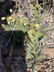 Emmenanthe penduliflora