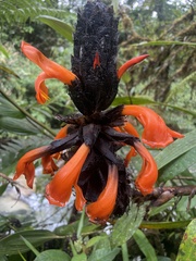 Pitcairnia