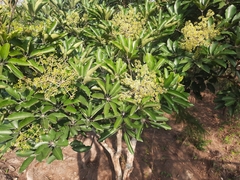 Heptapleurum heptaphyllum