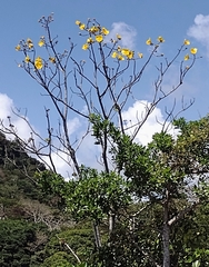 Cochlospermum