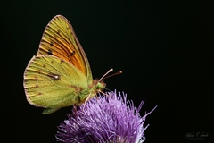 Colias vauthierii