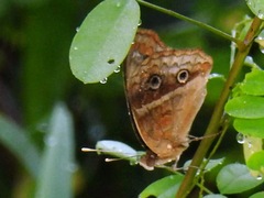 Junonia zonalis