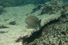 Ctenochaetus cyanocheilus