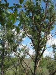 Betula dauurica