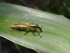 Lixus lacunosus