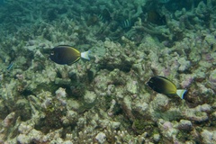 Acanthurus nigricans