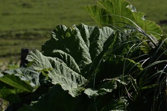 Gunnera manicata