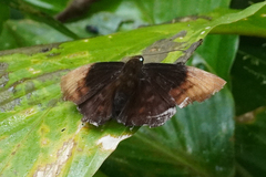 Aethilla echina echina