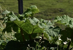 Gunnera manicata