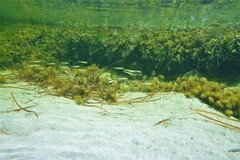 Sillaginodes punctatus