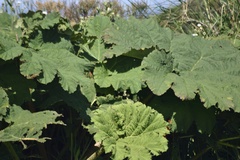 Gunnera manicata