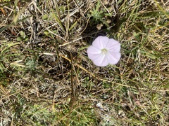 Convolvulus