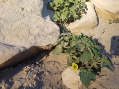 Physalis hederifolia