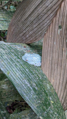Boana rufitela