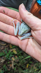 Boana rufitela