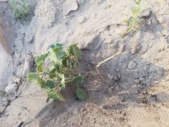Physalis hederifolia
