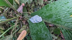 Boana rufitela