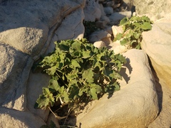 Physalis hederifolia