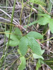 Passiflora cinnabarina