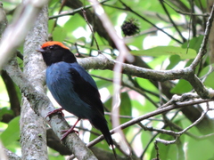 Chiroxiphia caudata