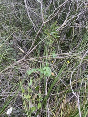 Passiflora cinnabarina
