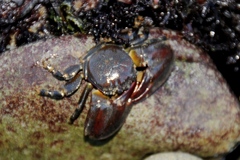 Petrolisthes cinctipes