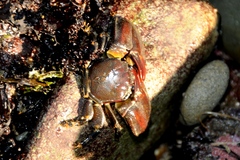 Petrolisthes cinctipes