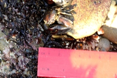 Petrolisthes cinctipes