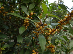 Maytenus magellanica