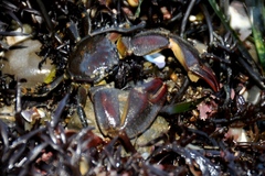 Petrolisthes cinctipes