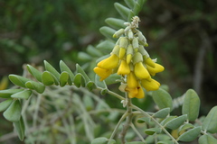 Sophora tomentosa