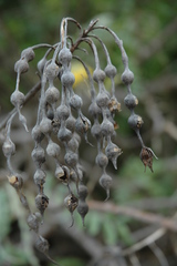 Sophora tomentosa