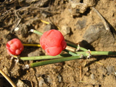 Ephedra dahurica