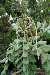 Sophora tomentosa