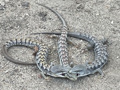 Elgaria multicarinata webbii
