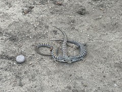 Elgaria multicarinata webbii