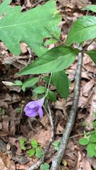 Ruellia pedunculata