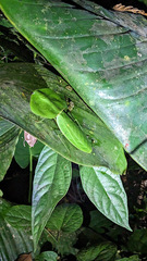 Choeradodis rhombicollis