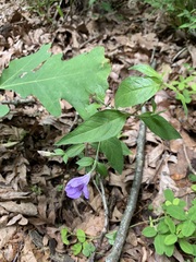 Ruellia pedunculata