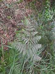 Pteridium aquilinum