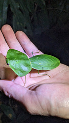 Choeradodis rhombicollis