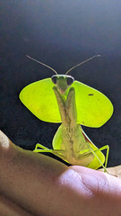 Choeradodis rhombicollis